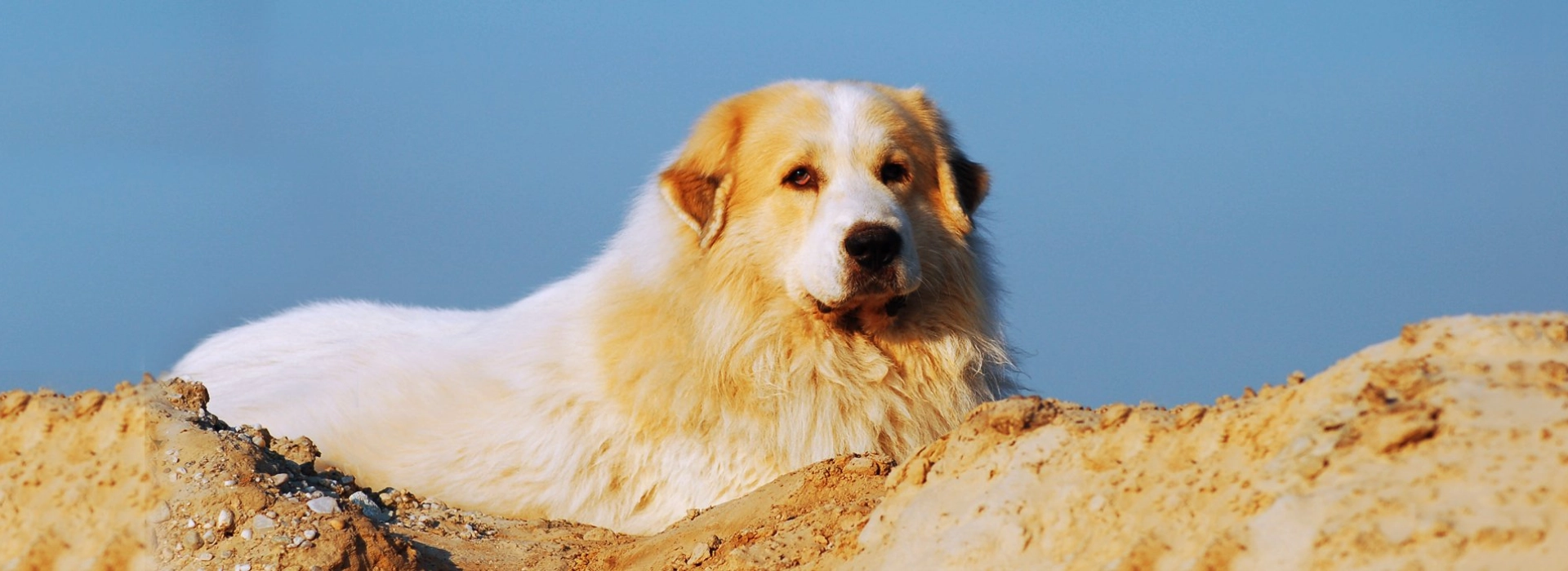 Great Pyrenees Puppies For Sale EuroPuppy