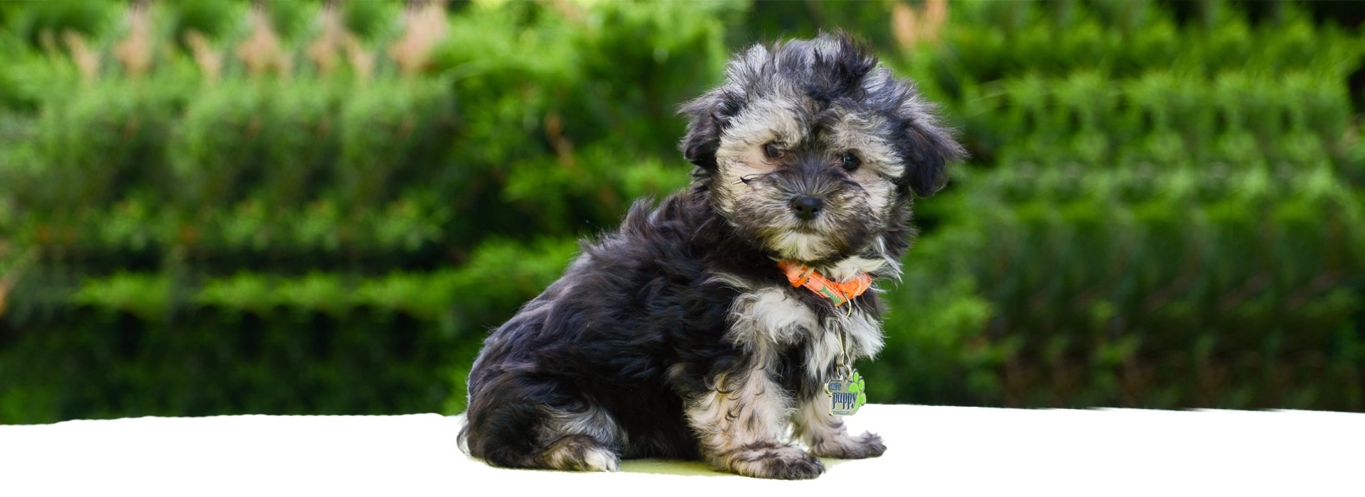 Havanese Breed information Pictures EuroPuppy