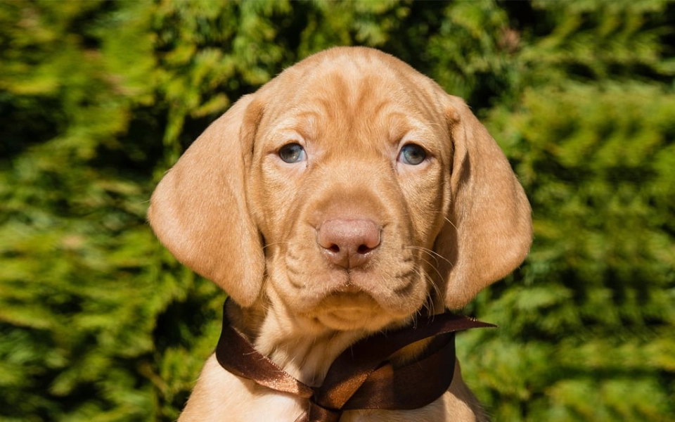 Hungarian Vizsla Breed Information Pictures EuroPuppy