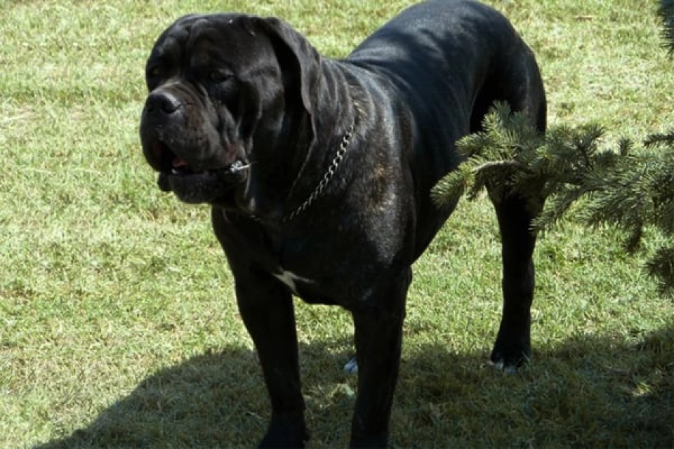Mastín Italiano perro