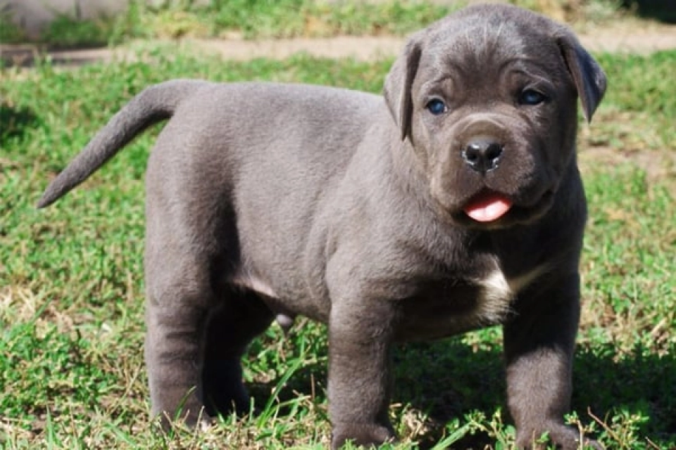 Mastín Italiano perro