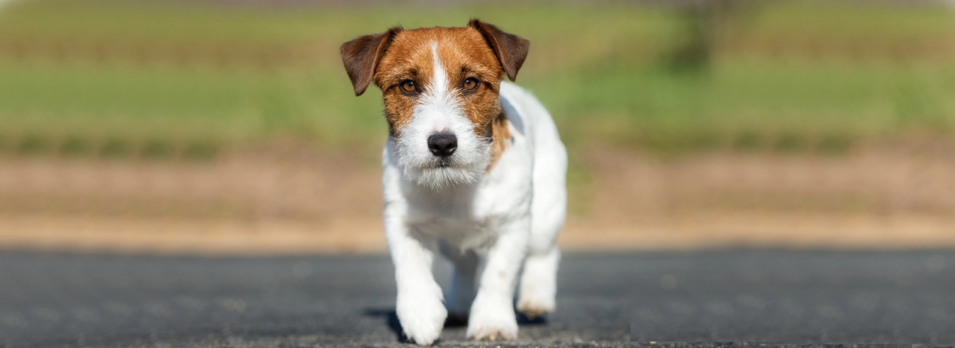 Jack Russell Terrier Breed information Pictures EuroPuppy
