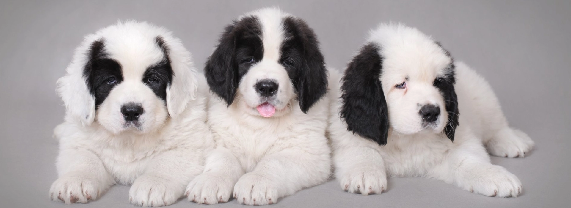 Landseer Newfoundland Puppies New Founder Dog Landseer Puppies For