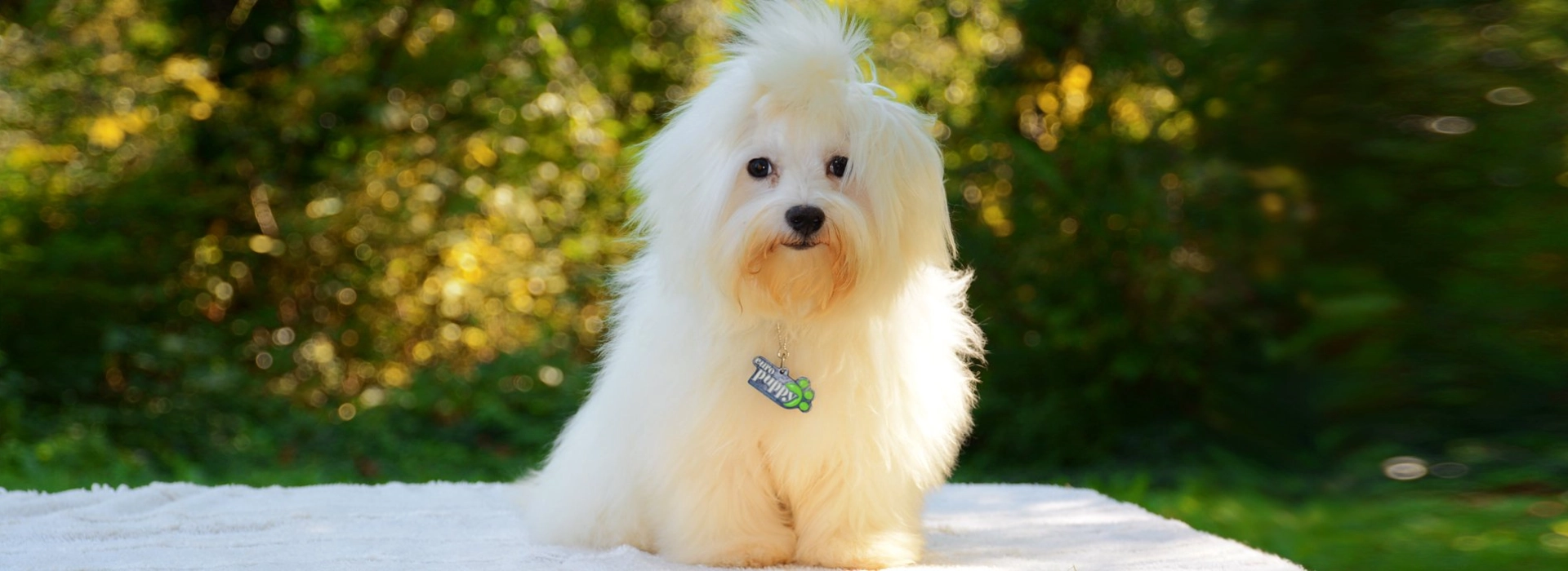 Maltese Puppies For Sale EuroPuppy