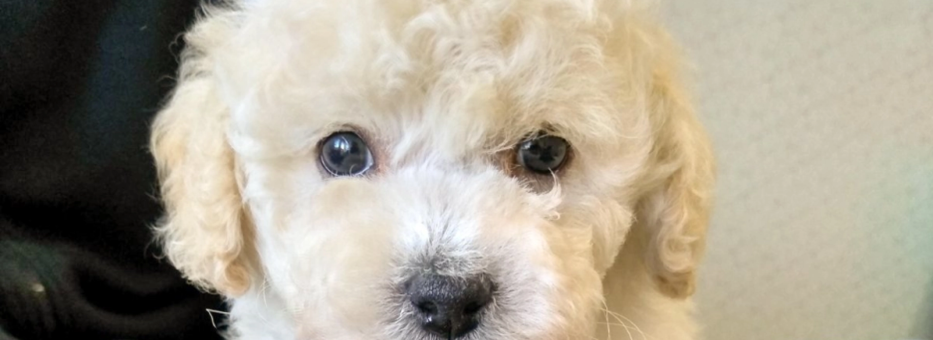 Maltipoo Breed information Pictures EuroPuppy