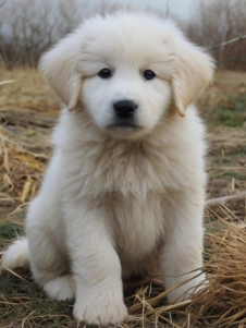 Maremma Abruzzo Sheepdog