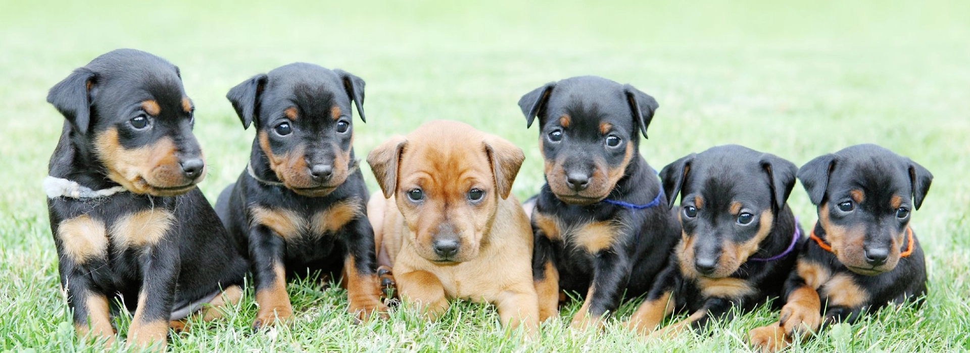 Miniature Pinscher Breed information Pictures EuroPuppy