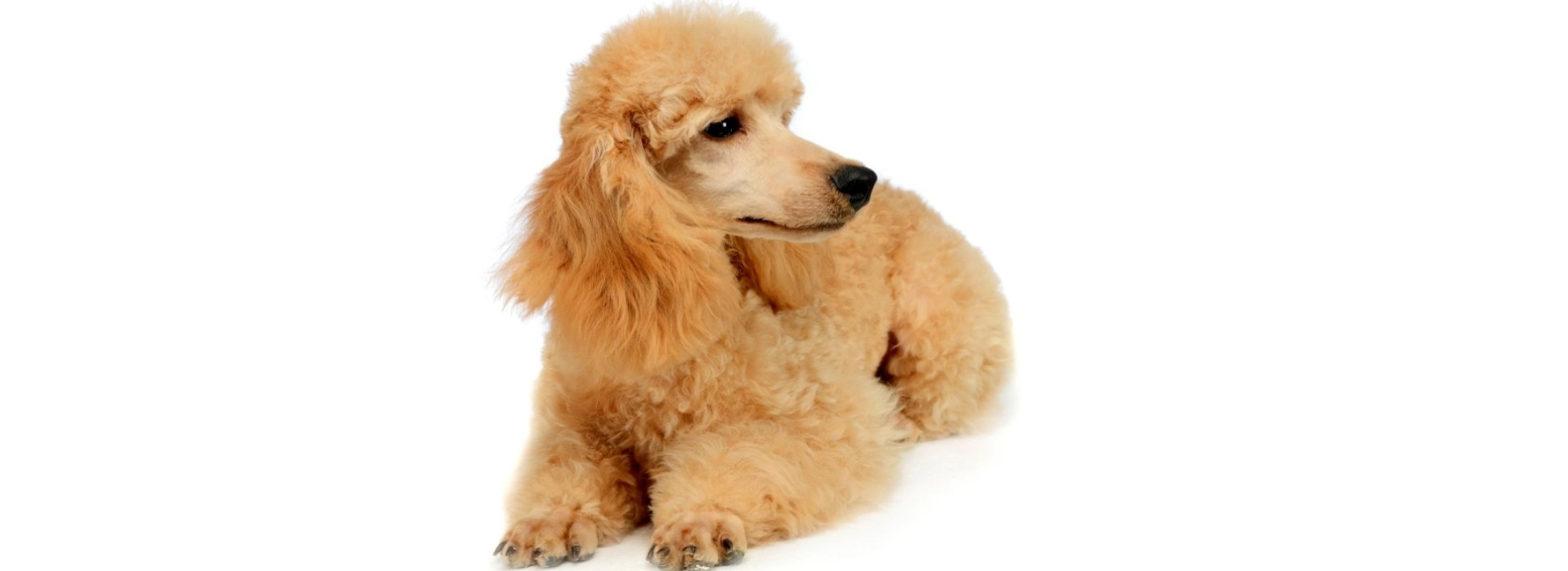 Miniature Poodle Puppies For Sale EuroPuppy