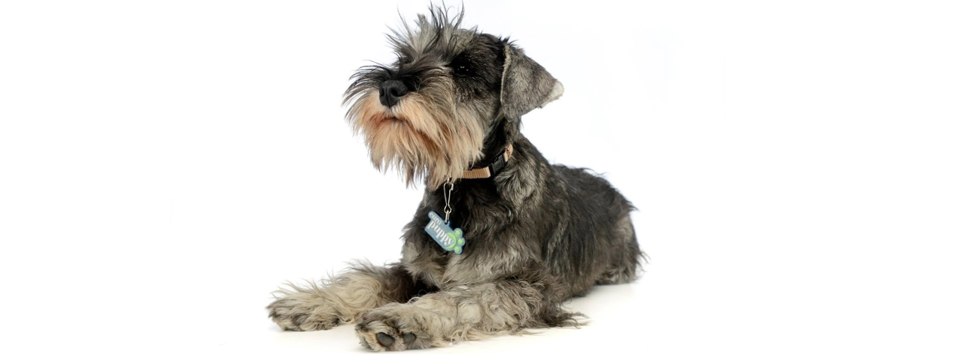 Schnauzer Rescue Miniature Schnauzer Chihuahua Standard Schnauzer