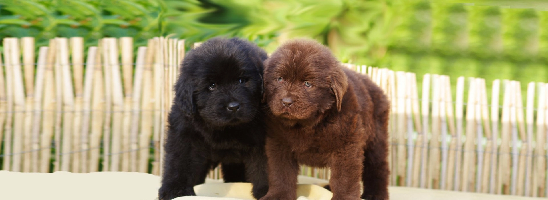 Newfoundland Puppies For Sale EuroPuppy