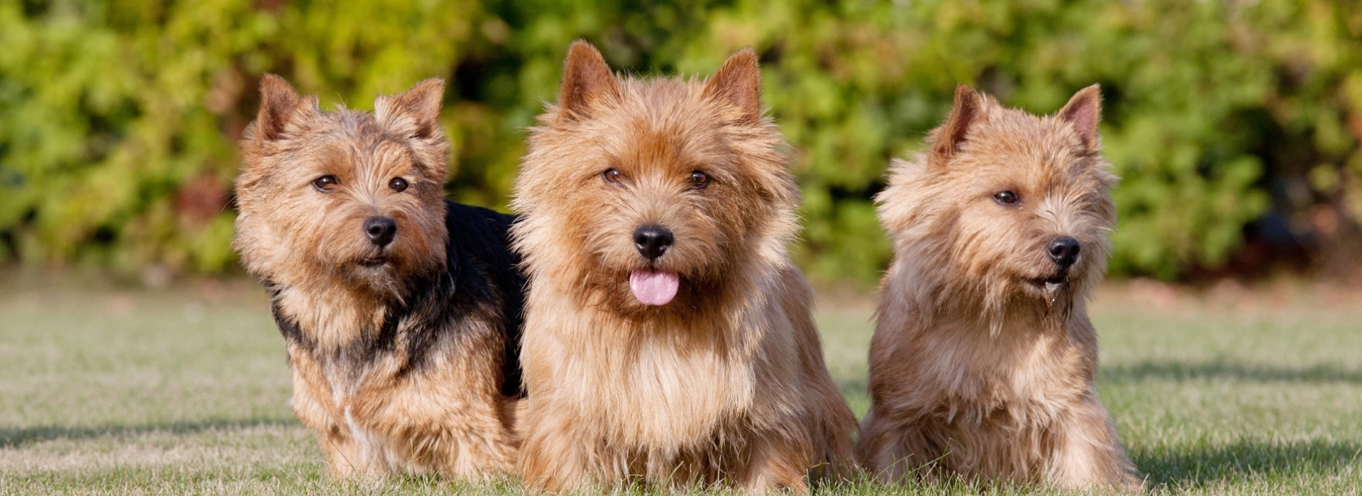 Norwich Terrier Breed information Pictures EuroPuppy