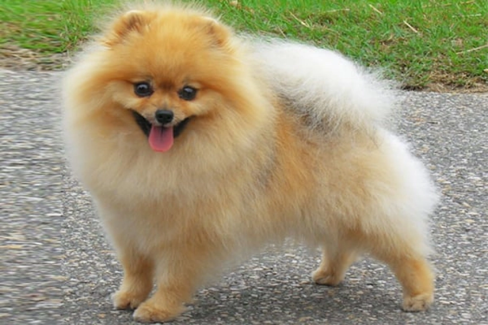 Pomeranian Breed Information Pictures EuroPuppy