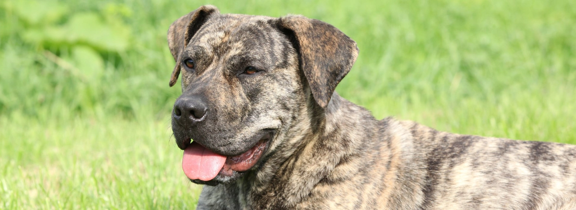 Presa Canario Puppies For Sale EuroPuppy