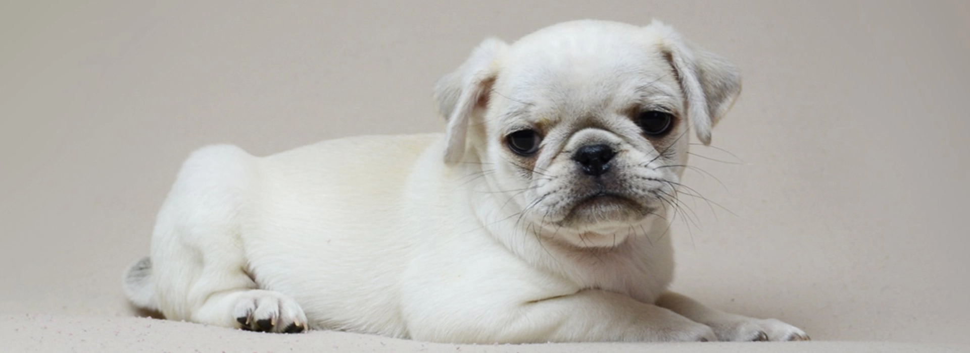 Pug Breed information Pictures EuroPuppy