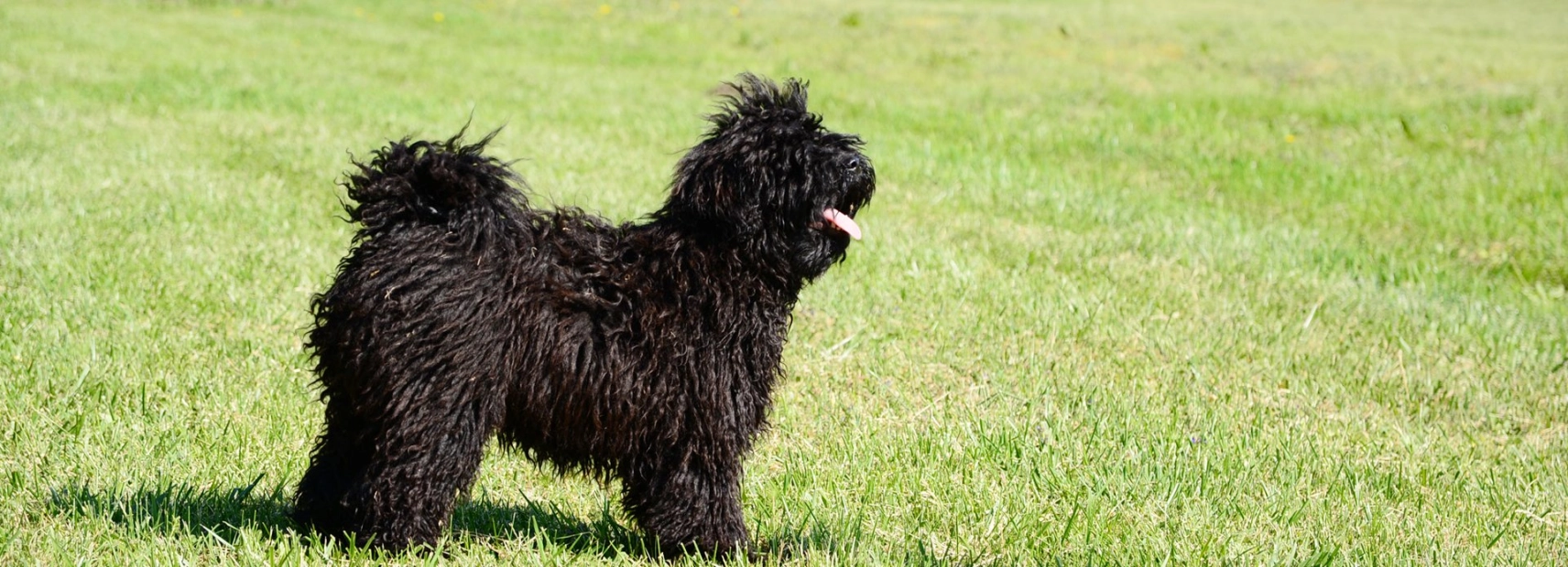 Puli Raza