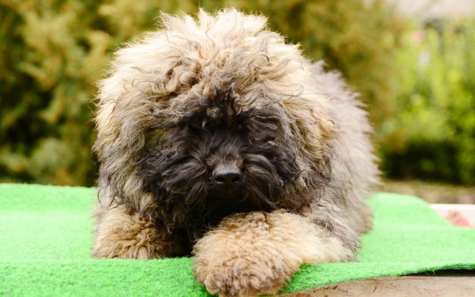 Puli dog