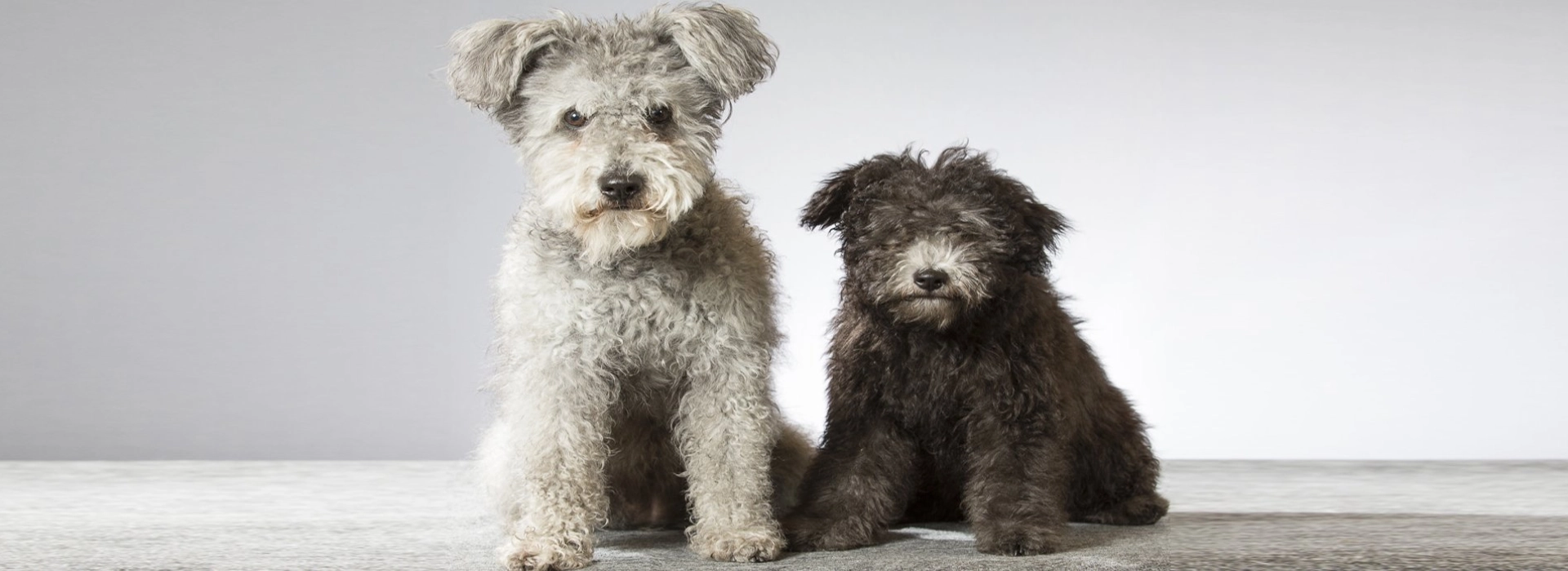 Pumi Puppies For Sale EuroPuppy