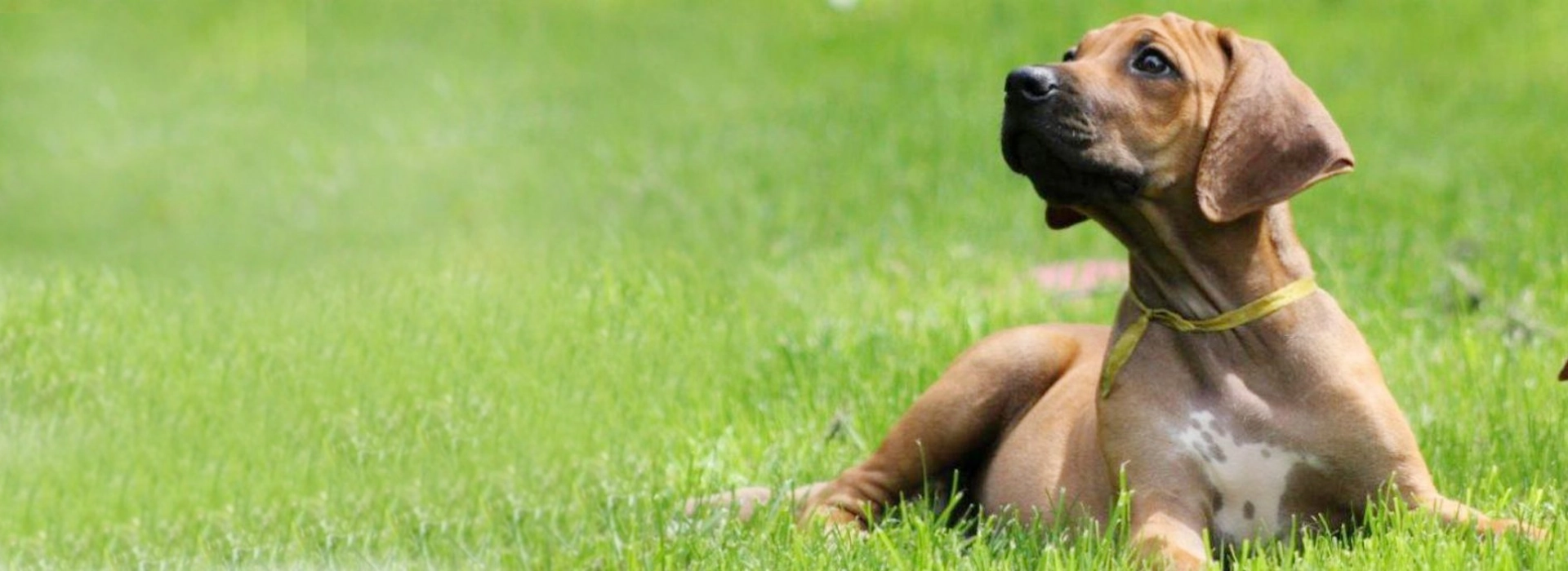 Rhodesian Ridgeback Breed information Pictures EuroPuppy