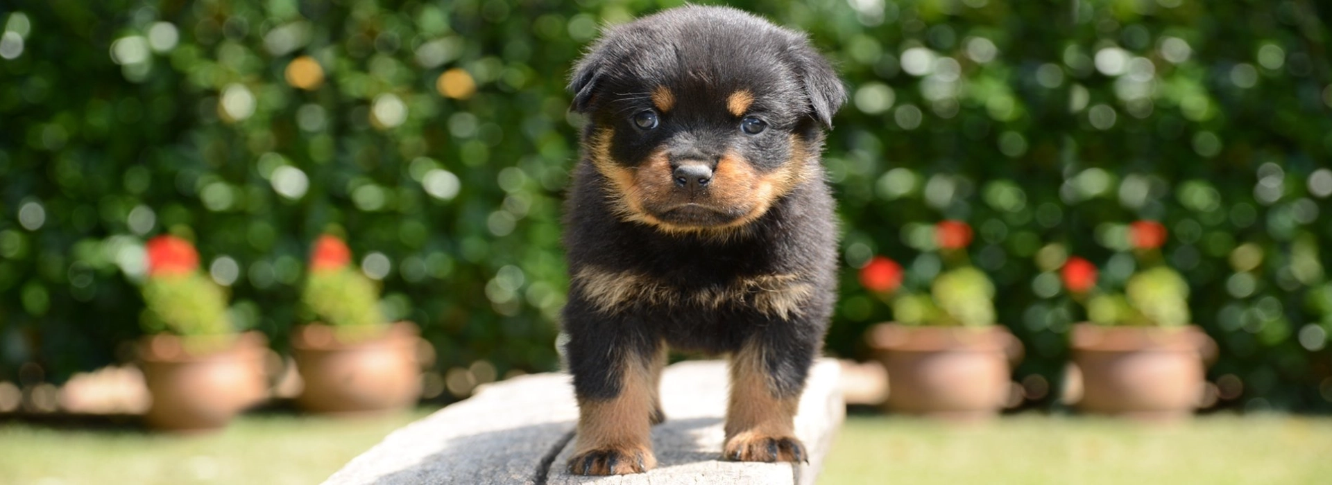 Rottweiler Cane German Rottweiler Puppy For Sale Near Me Rhett