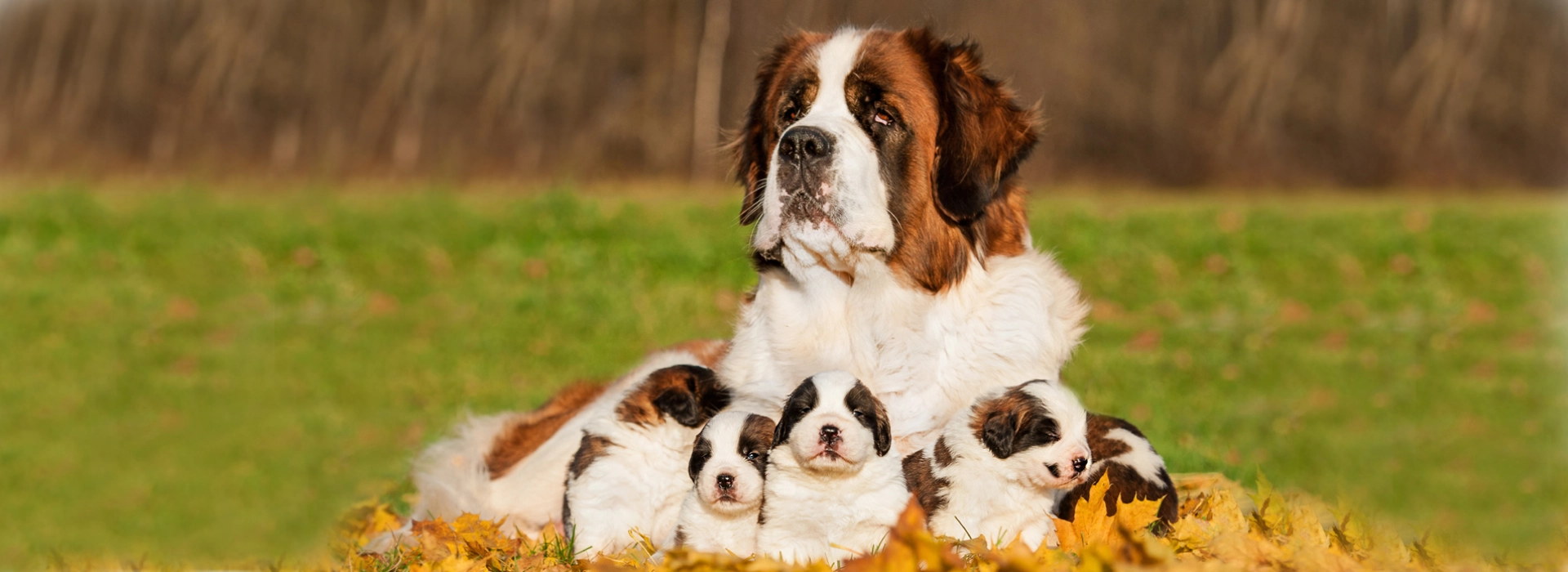 Saint Bernard Breed information \u0026 Pictures | EuroPuppy, image size:1920x700