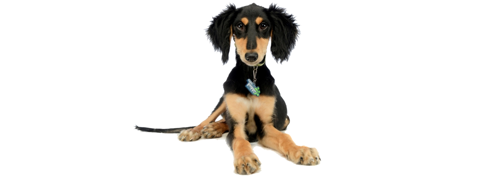 Saluki Breed information Pictures EuroPuppy