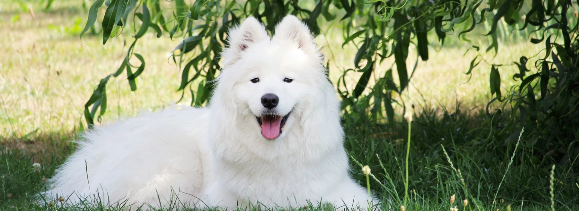 Samoyed Puppies For Sale EuroPuppy