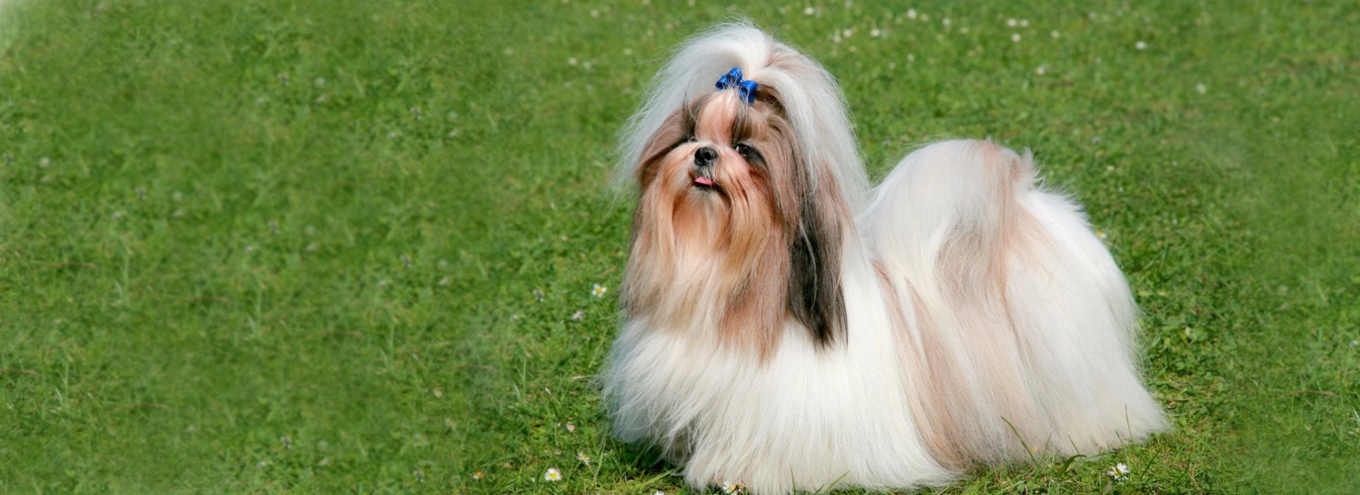 Shih Tzu Shiba Inu Chow Mix Puppies For Sale Shih Tzu Breed - Main Image