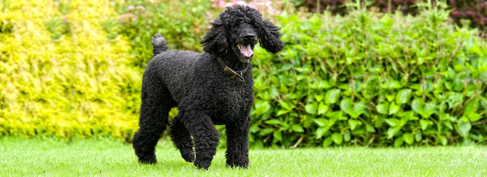 Standard Poodle Puppies For Sale EuroPuppy