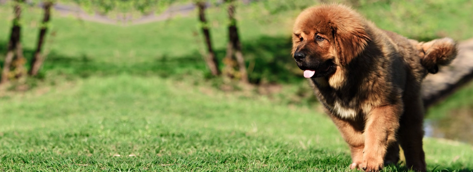 Tibetan Mastiff Puppies For Sale EuroPuppy