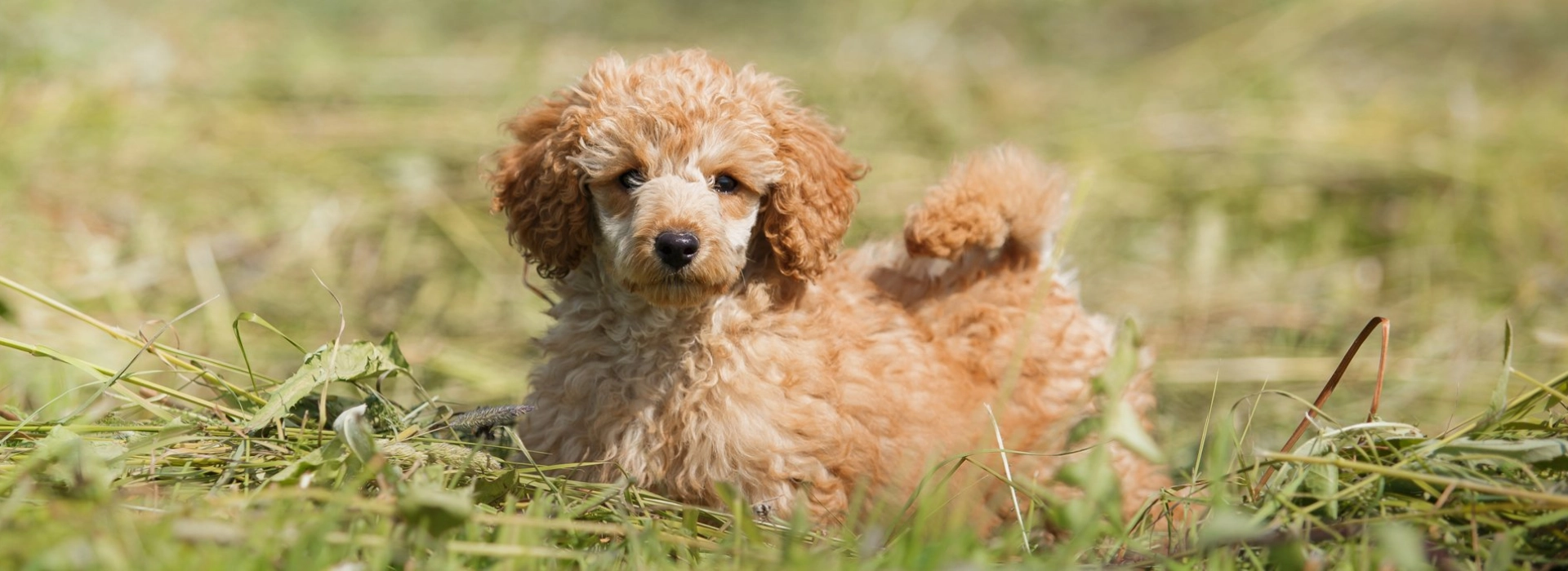 Toy Poodle Breed information Pictures EuroPuppy