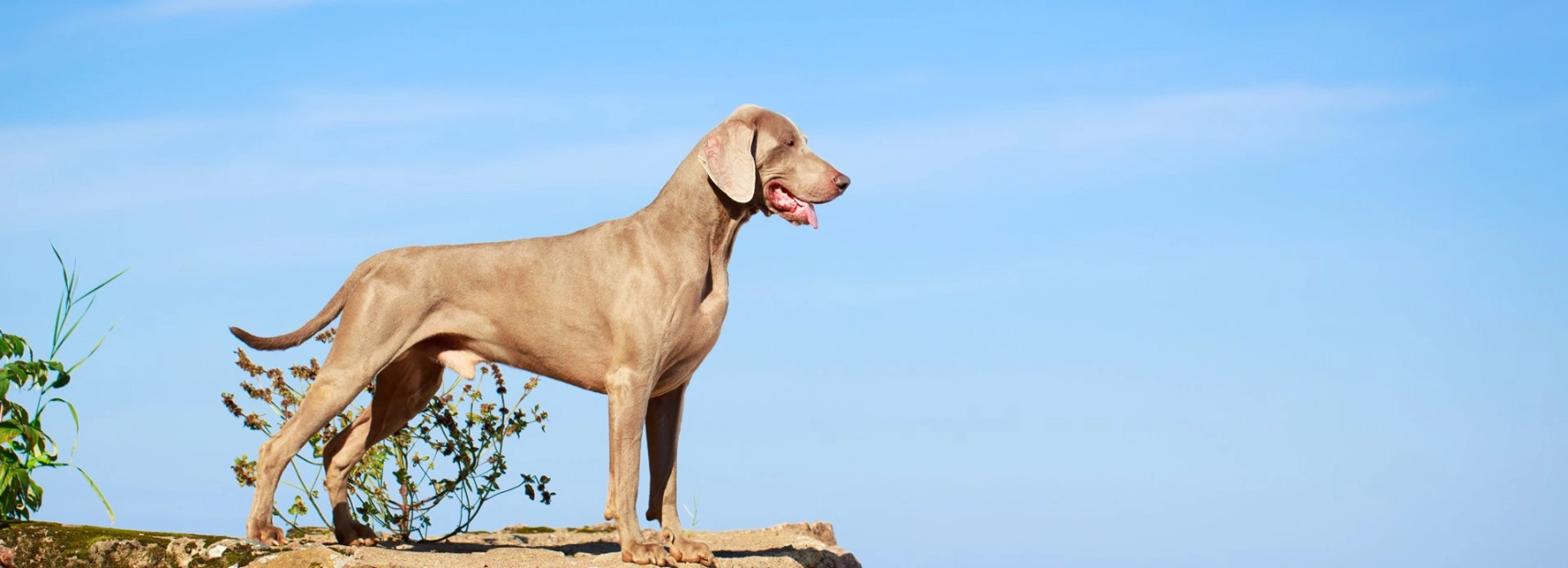 Weimaraner Raza