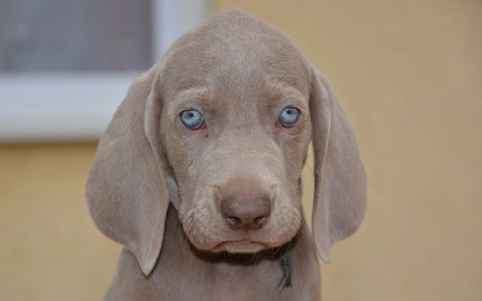 Weimaraner dog