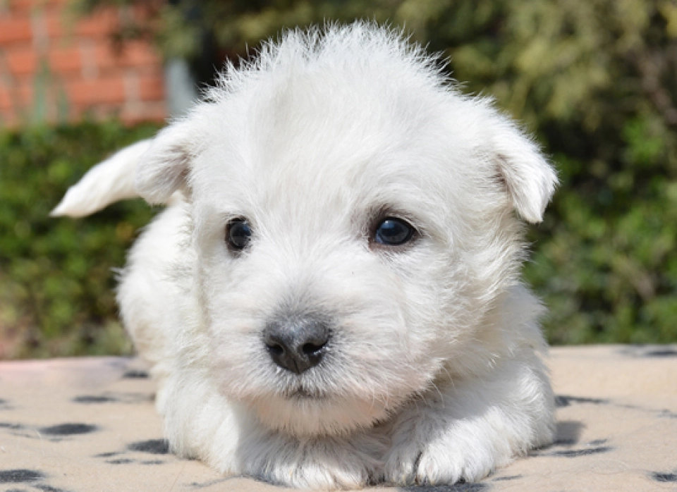 West Highland White Terrier perro