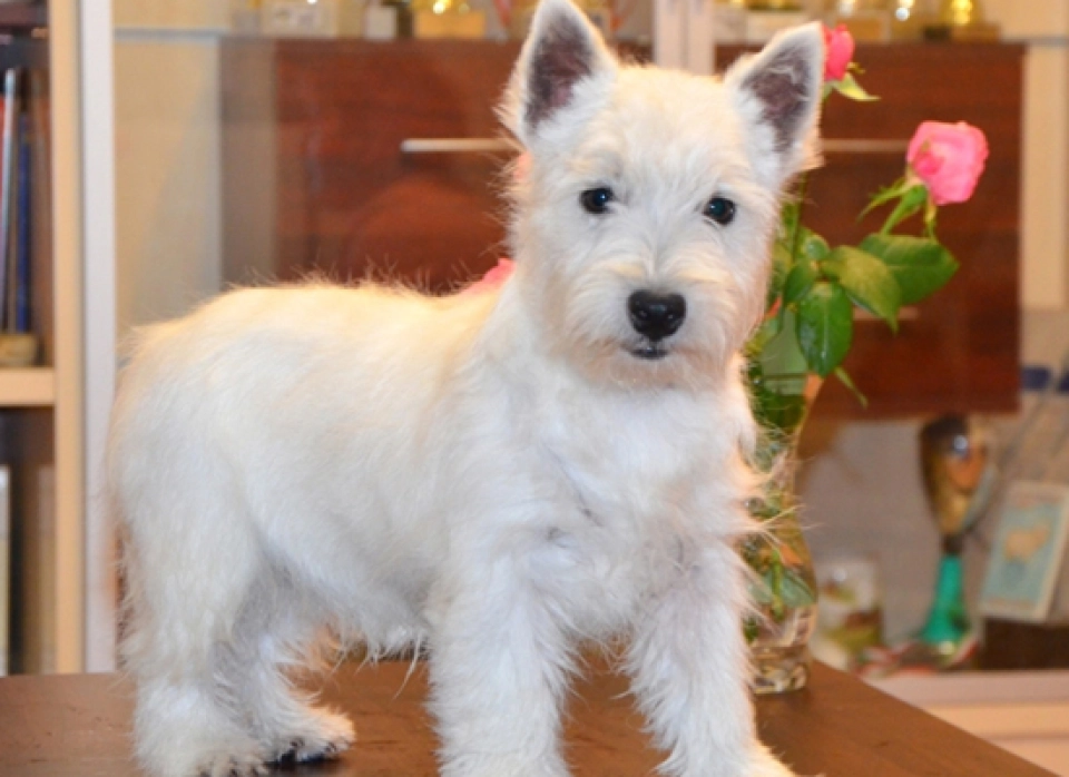 West Highland White Terrier perro