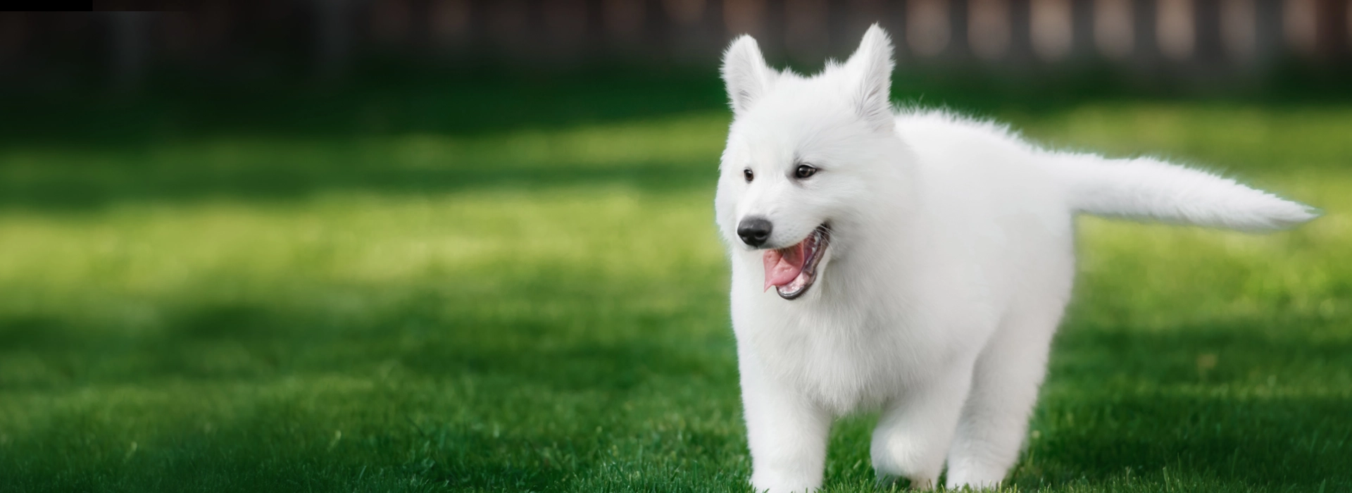 White Swiss Shepherd Dog Breed information Pictures EuroPuppy