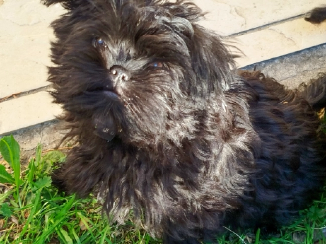 Affenpinscher puppy for sale