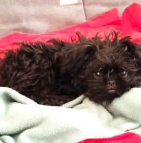 Affenpinscher Welpe zu verkaufen