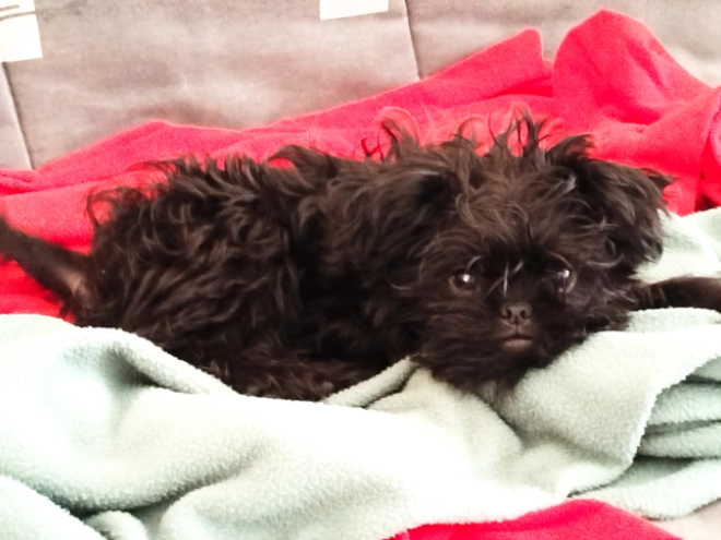 Affenpinscher puppy for sale