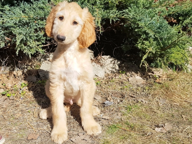 Afghanischer Windhund Welpe zu verkaufen
