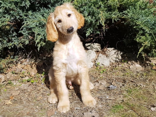 Afghanischer Windhund Welpe zu verkaufen