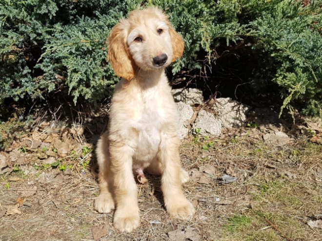 Afghanischer Windhund Welpe zu verkaufen