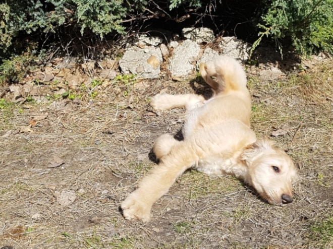 Afghanischer Windhund Welpe zu verkaufen