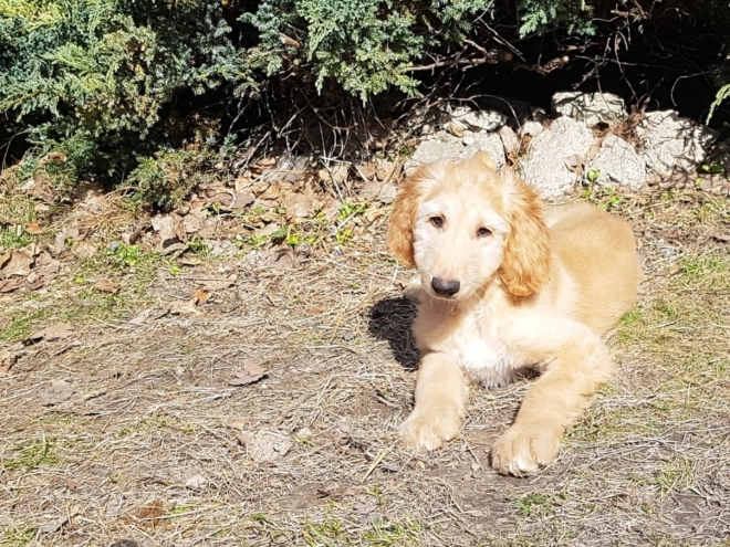 Afghanischer Windhund Welpe zu verkaufen