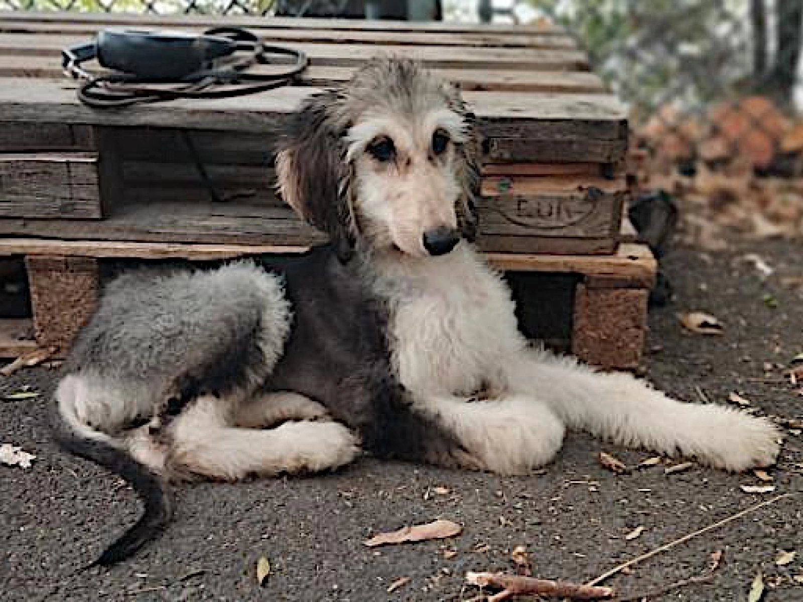 Bugaloo Afghan Hound Puppy for sale EuroPuppy