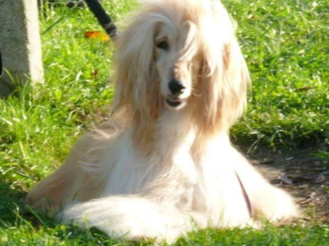Afghanischer Windhund Welpe zu verkaufen