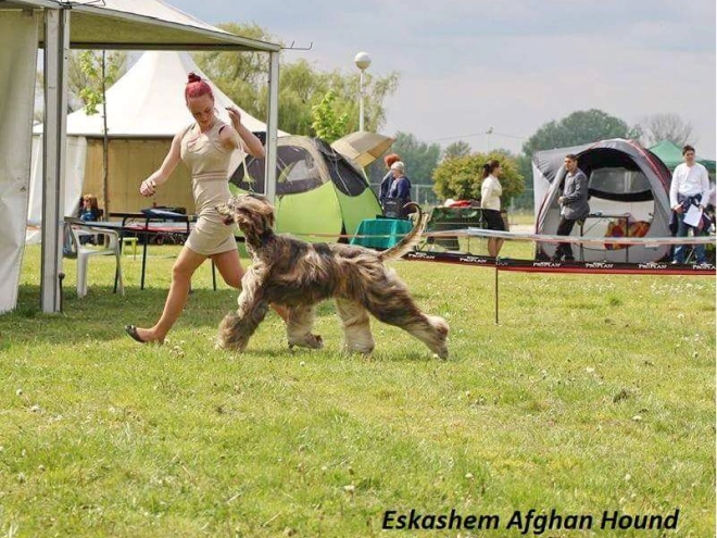 Afghanischer Windhund Welpe zu verkaufen