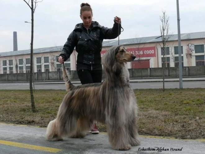 Afghanischer Windhund Welpe zu verkaufen