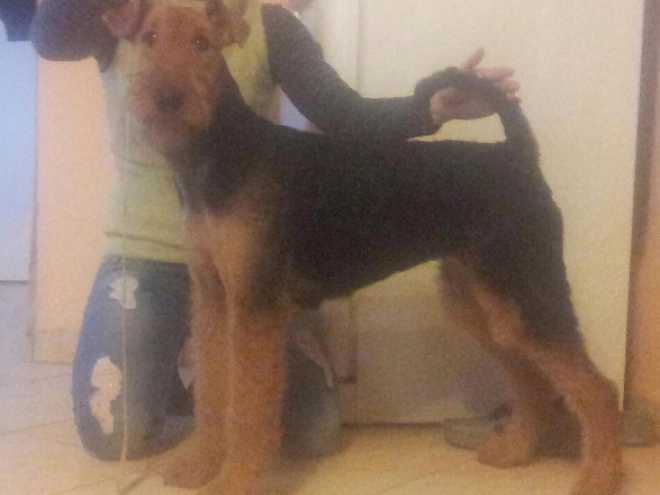 Airedale Terrier Welpe kaufen