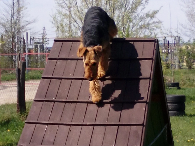 Airedale Terrier Welpe kaufen
