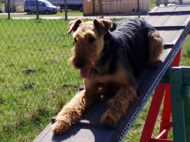 Airedale Terrier Welpe kaufen